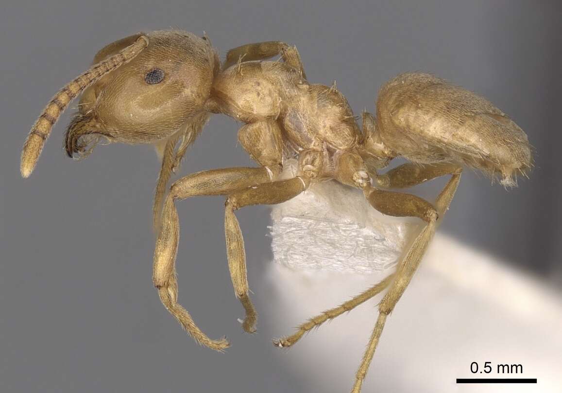 Image of cornfield and citronella ants