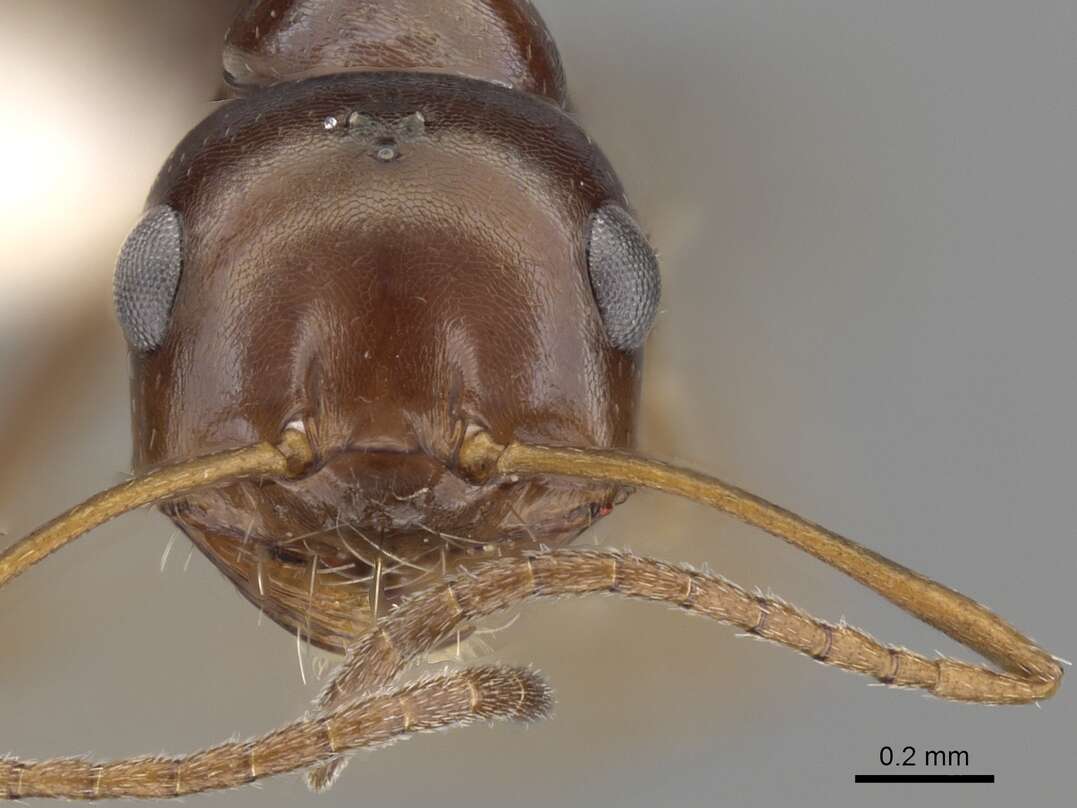 Image of Melophorus turneri Forel 1910