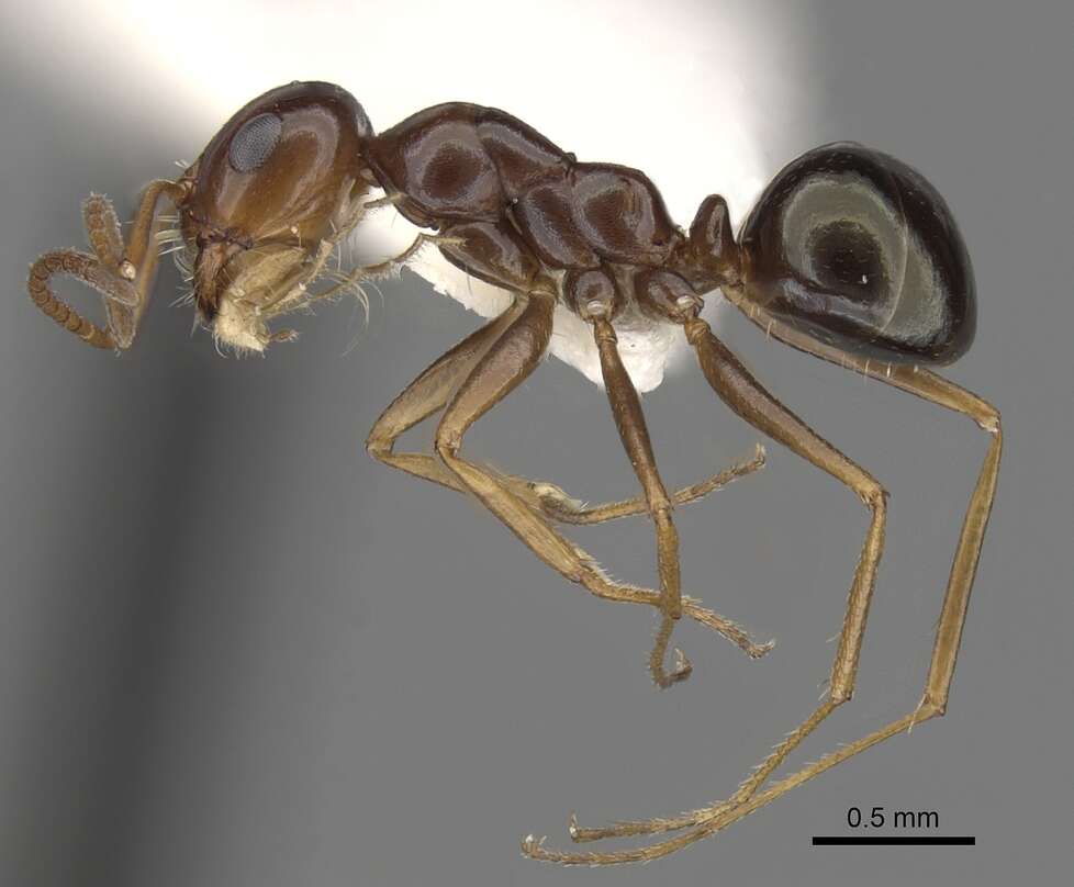 Image of Melophorus turneri Forel 1910