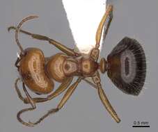 Image of Melophorus turneri Forel 1910