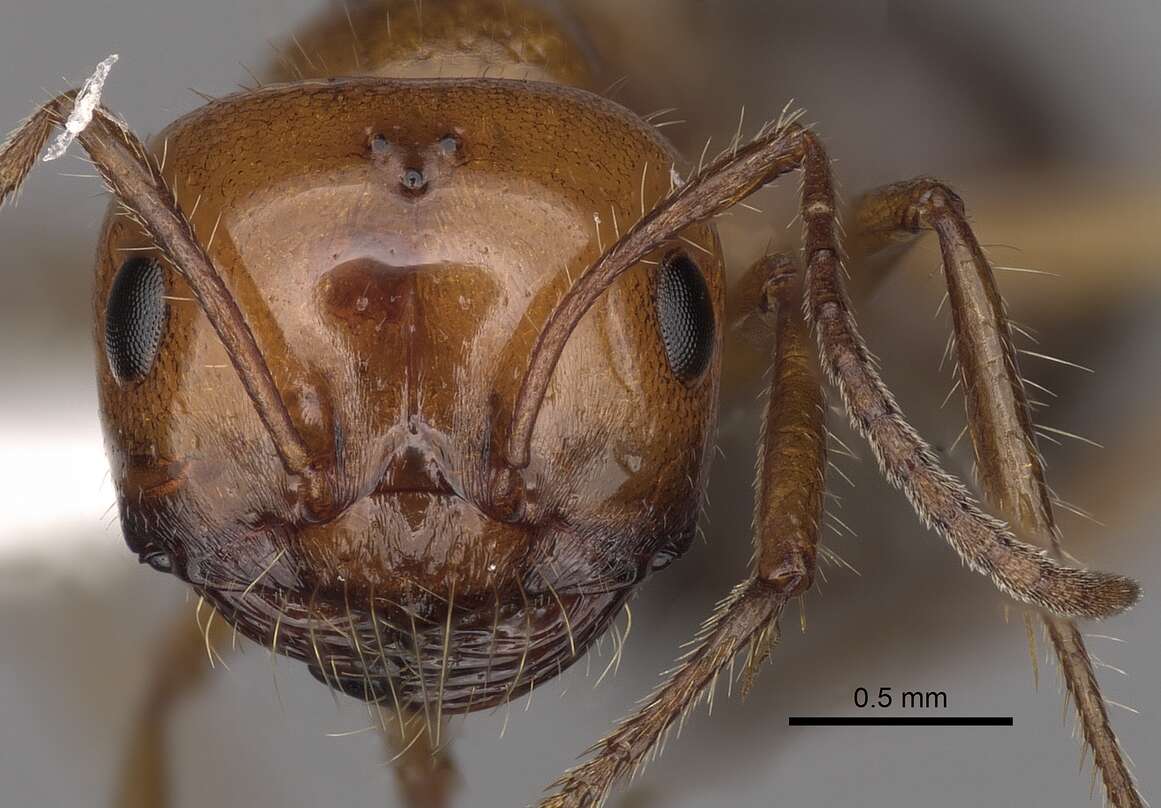 Image of Melophorus turneri Forel 1910