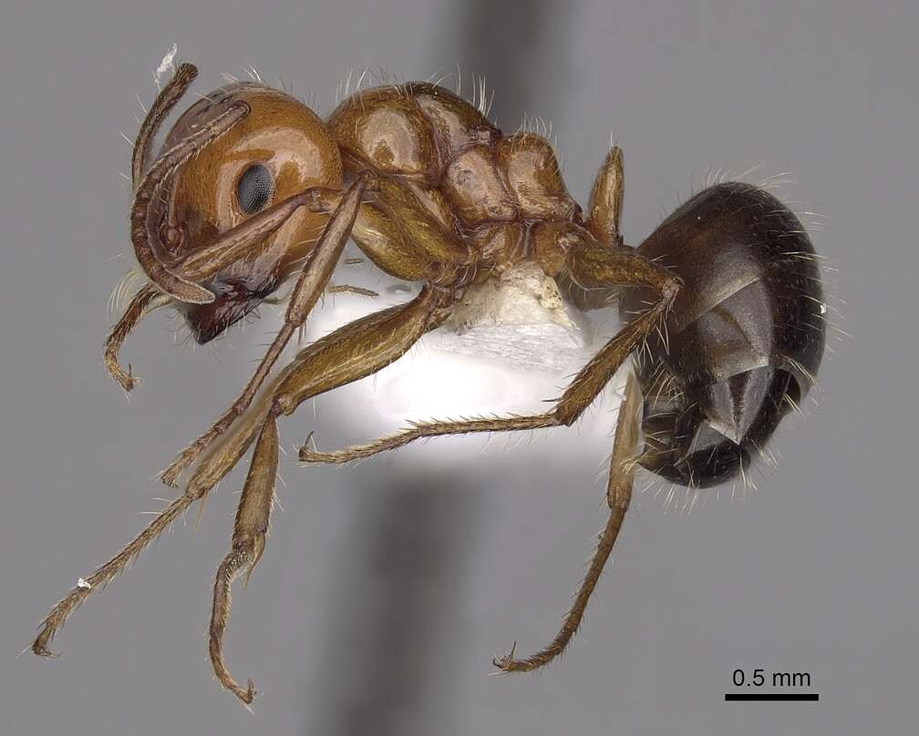 Image of Melophorus turneri Forel 1910