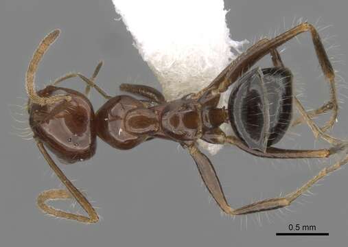 Image of Melophorus turneri Forel 1910