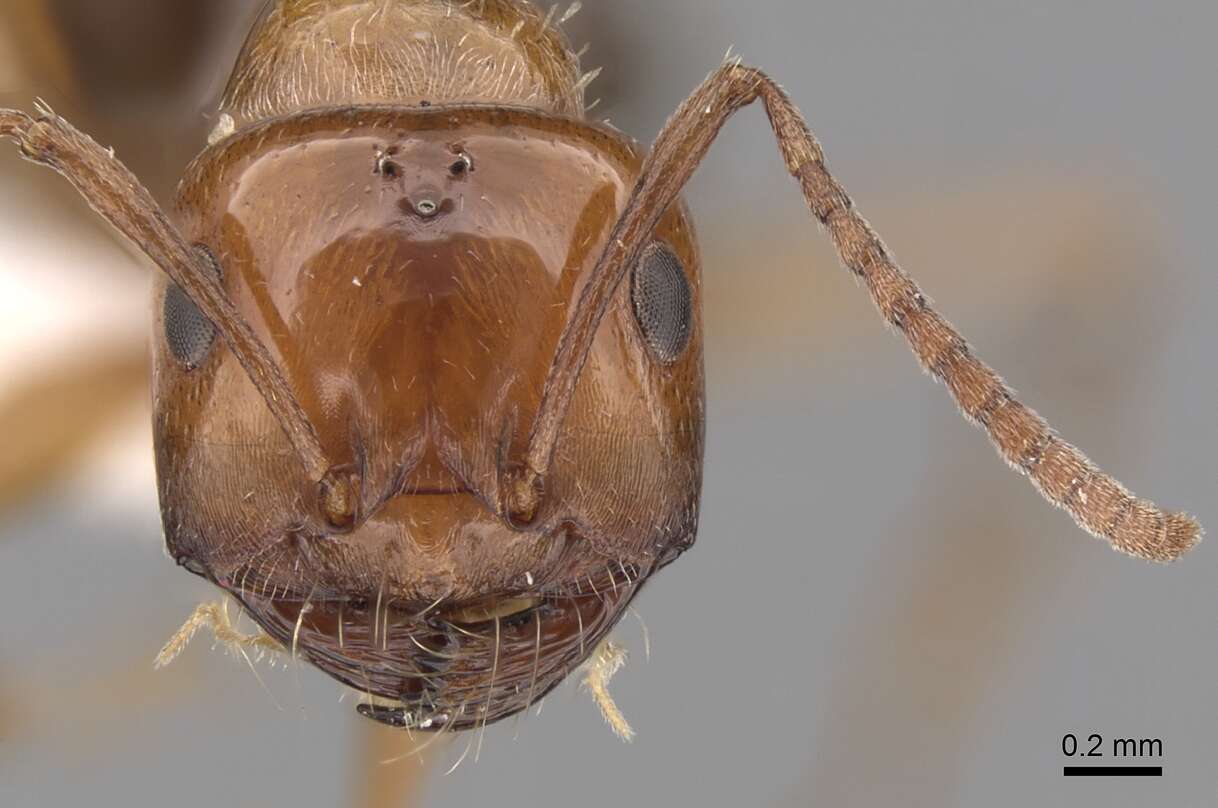 Imagem de <i>Melophorus graciliceps</i>