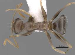 Imagem de <i>Melophorus graciliceps</i>