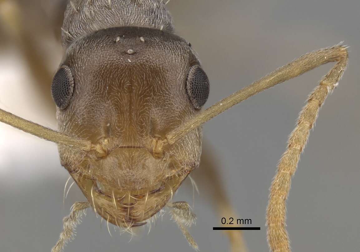 Imagem de <i>Melophorus graciliceps</i>