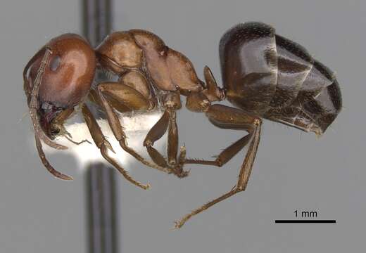 Image of Melophorus