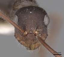 Imagem de <i>Melophorus canus</i>