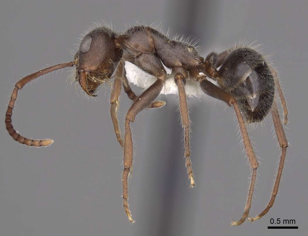 Imagem de <i>Melophorus canus</i>