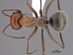 Image of Myrmecocystus placodops Forel 1908