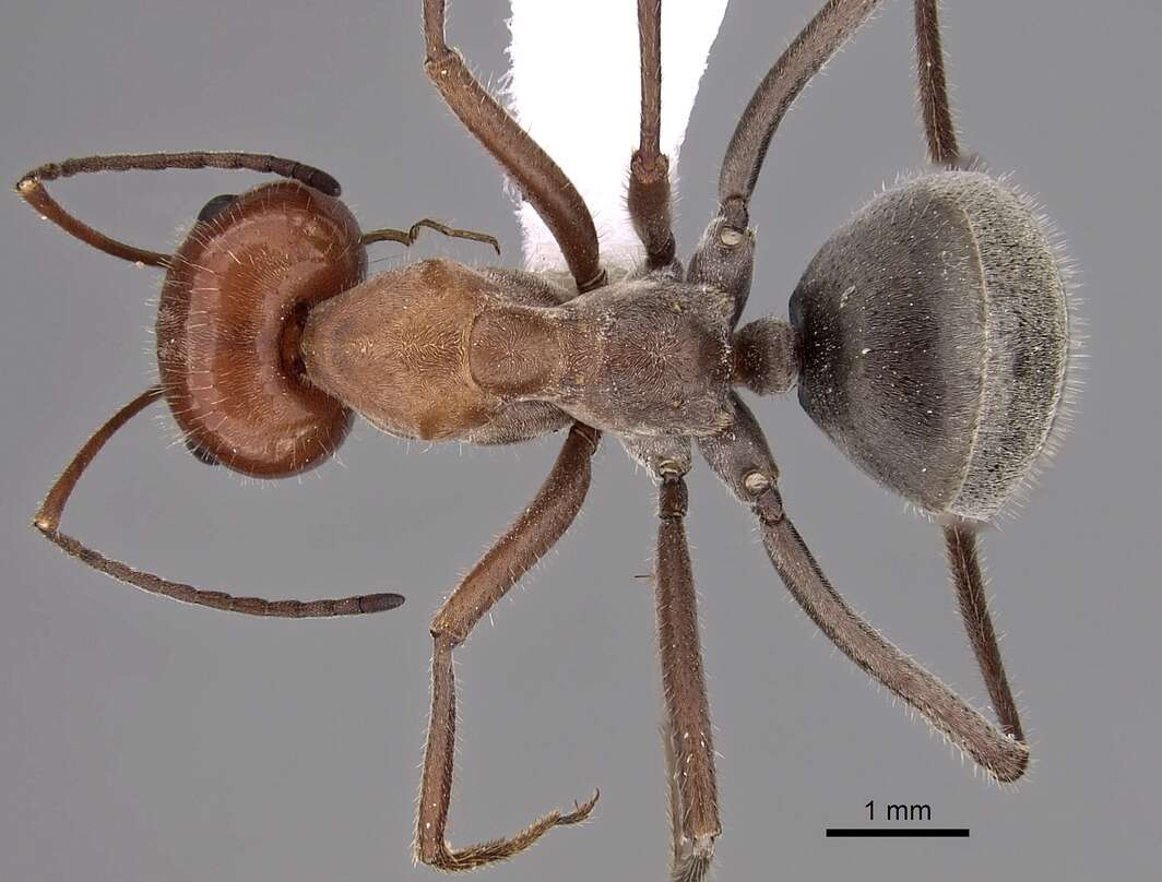Image of Myrmecocystus placodops Forel 1908