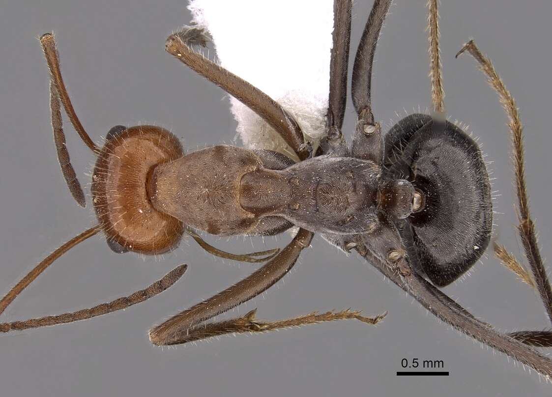 Image of Myrmecocystus placodops Forel 1908