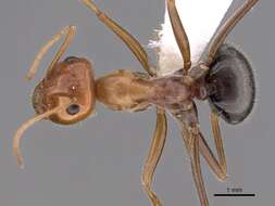 Image of Myrmecocystus semirufus Emery 1893