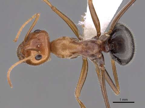 Image of Myrmecocystus semirufus Emery 1893