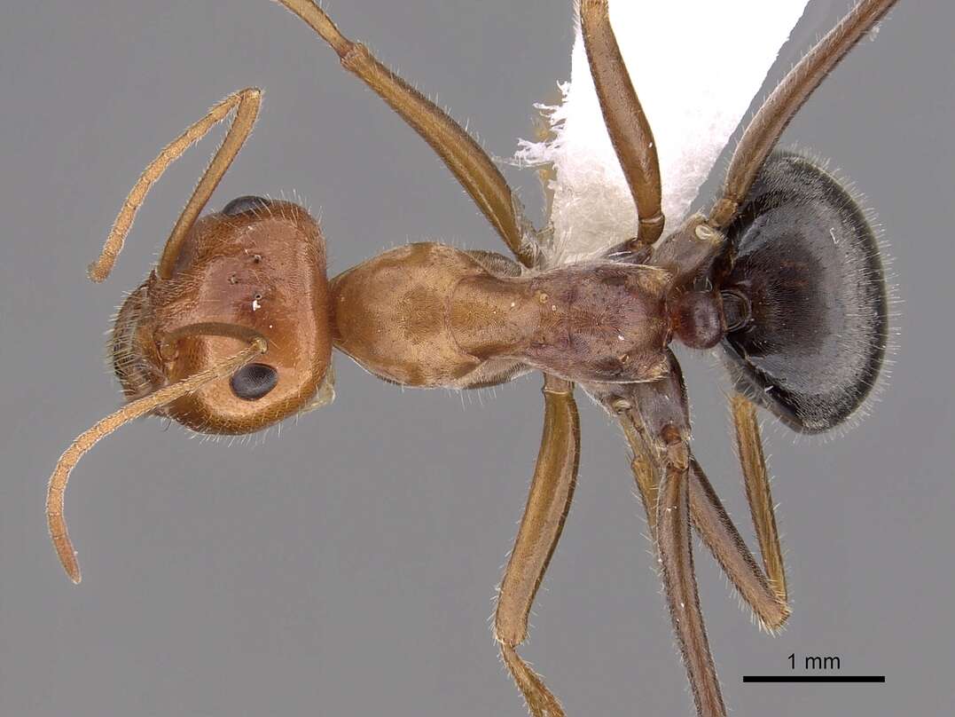 Image of Myrmecocystus semirufus Emery 1893