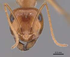 Image of Myrmecocystus semirufus Emery 1893