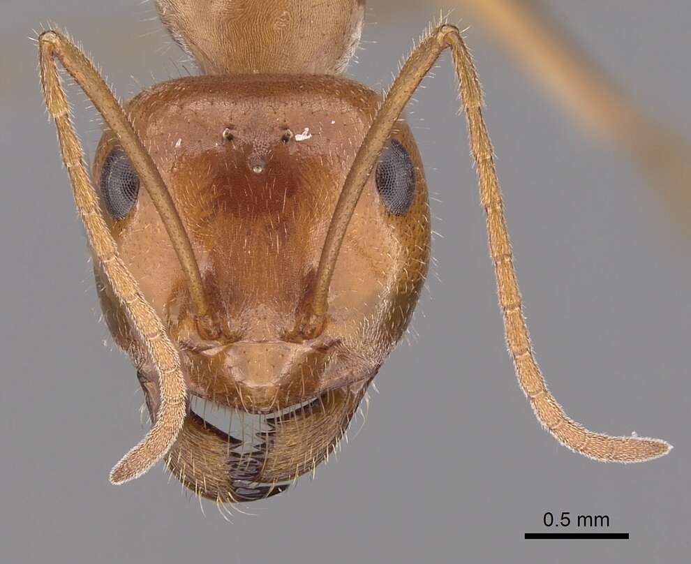 Image of Myrmecocystus semirufus Emery 1893