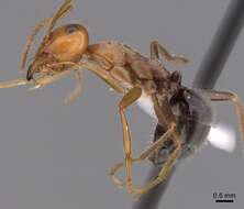 Image of Myrmecocystus semirufus Emery 1893