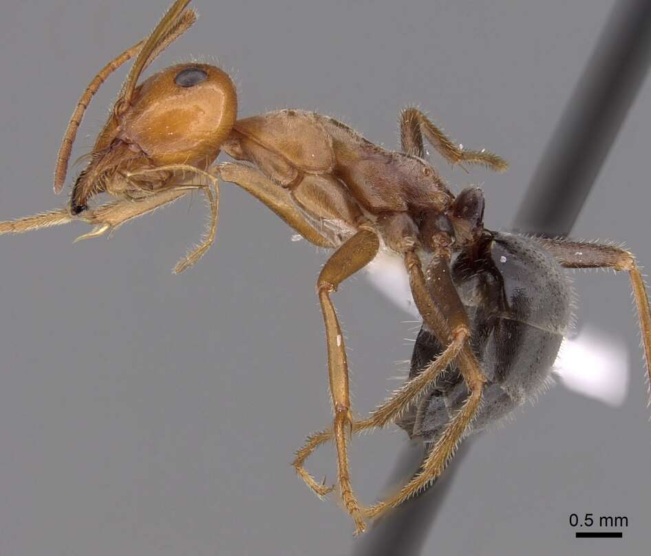 Image of Myrmecocystus semirufus Emery 1893