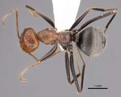 Image of Myrmecocystus semirufus Emery 1893