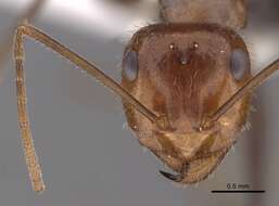 Image of Myrmecocystus semirufus Emery 1893