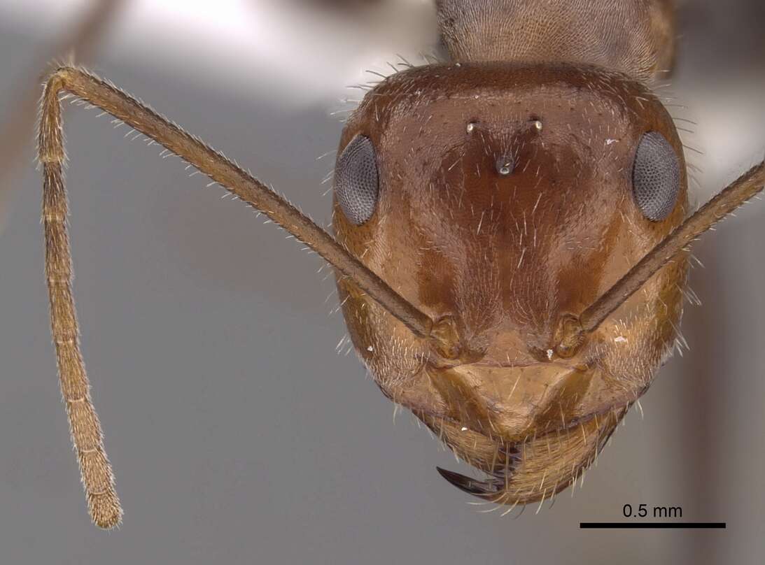Image of Myrmecocystus semirufus Emery 1893