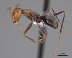 Image of Myrmecocystus semirufus Emery 1893