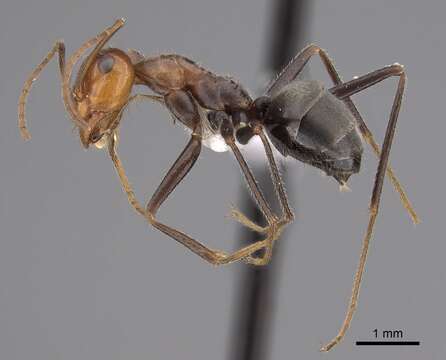 Image of Myrmecocystus semirufus Emery 1893