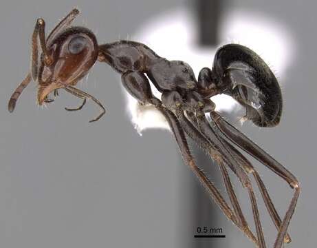 Image of Myrmecocystus mimicus Wheeler 1908