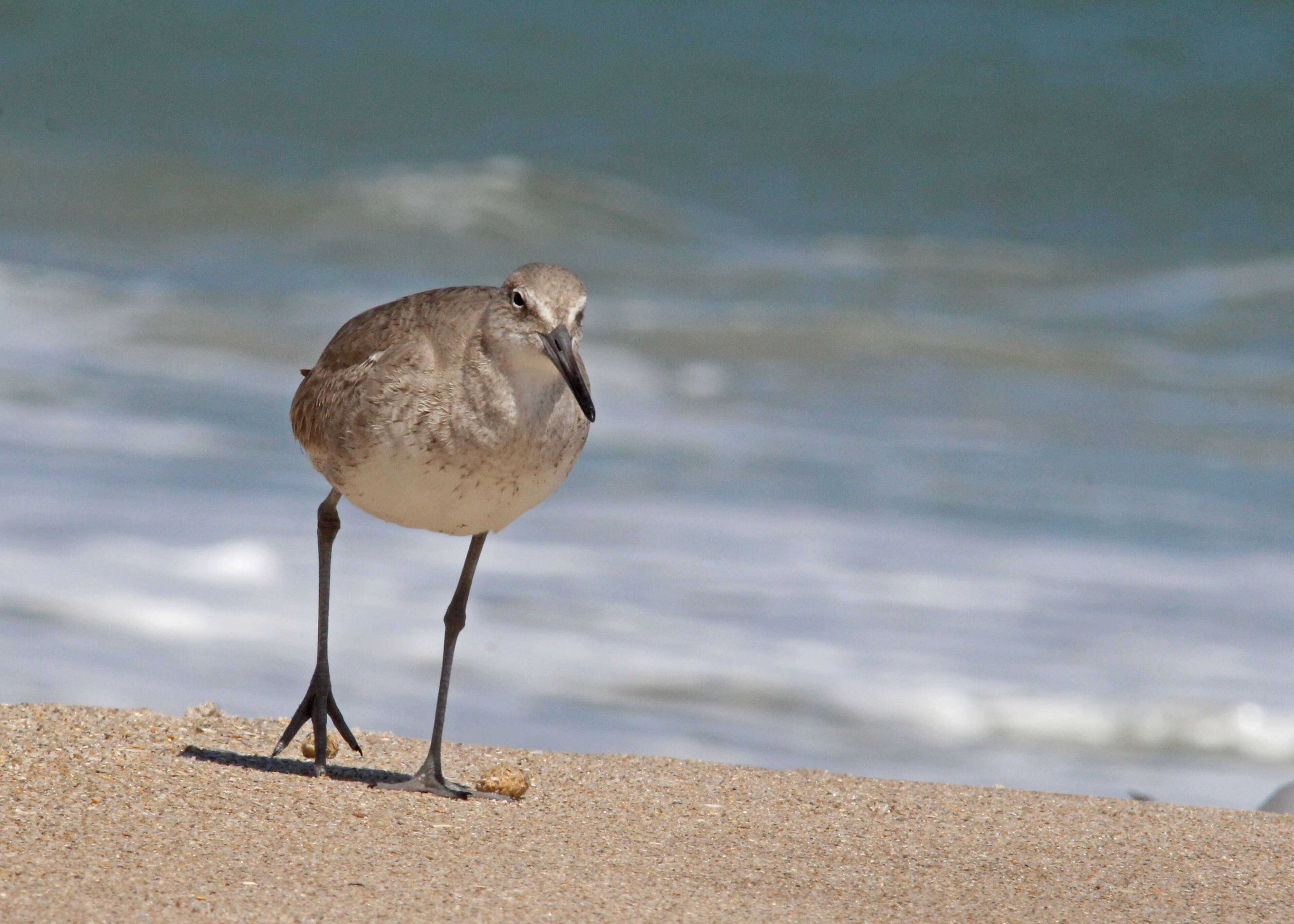 Image of Willet