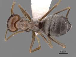 Image of Myrmecocystus flaviceps Wheeler 1912