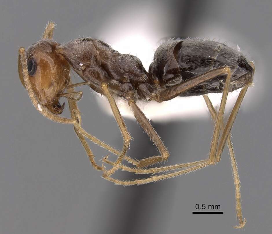 Image of Myrmecocystus flaviceps Wheeler 1912