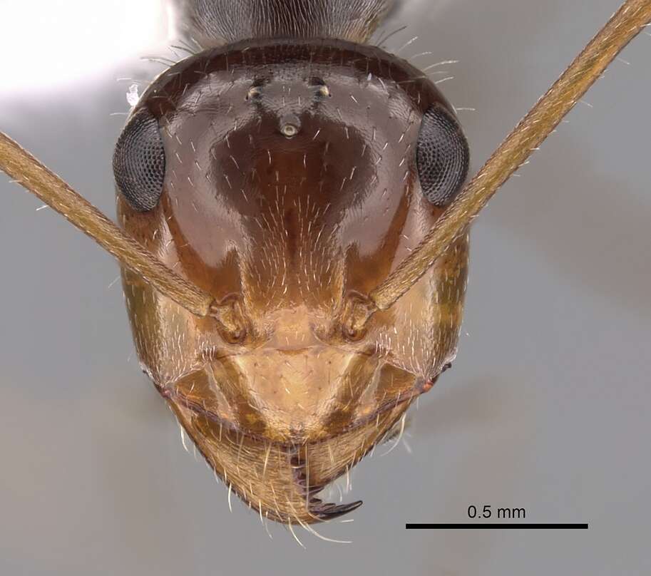 Image of Myrmecocystus depilis Forel 1901