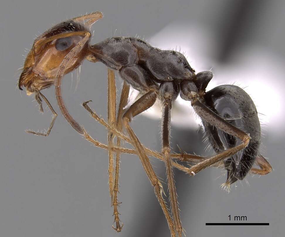 Image of Myrmecocystus depilis Forel 1901