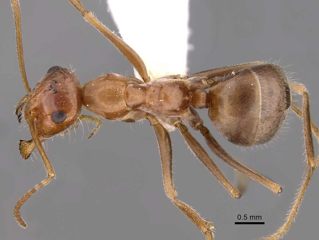 Image of Myrmecocystus wheeleri Snelling 1971