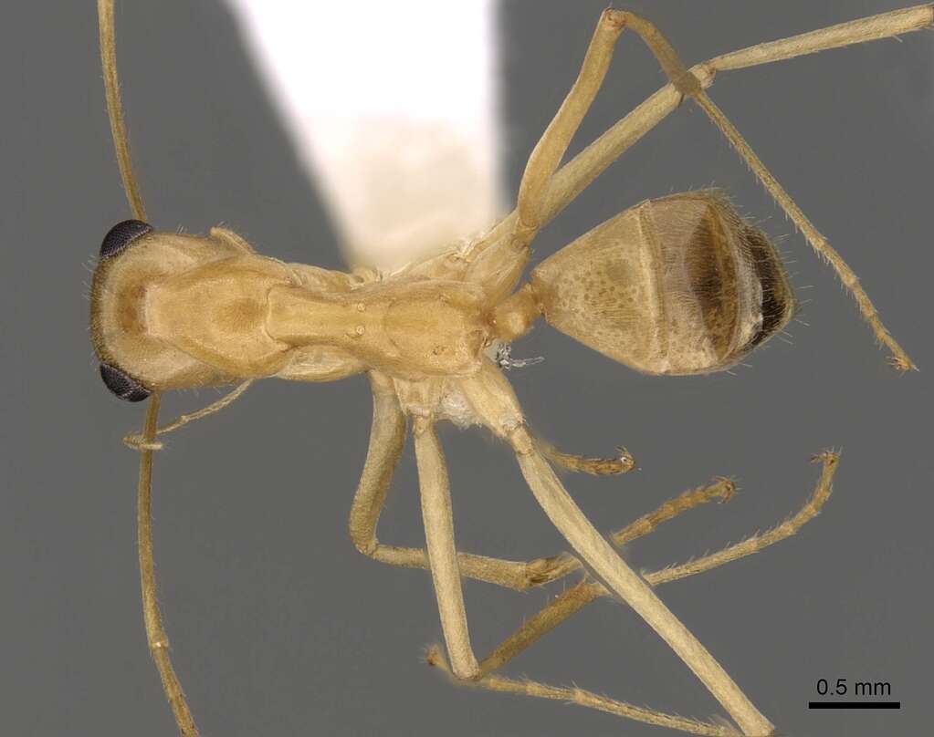 Image of Myrmecocystus mexicanus Wesmael 1838