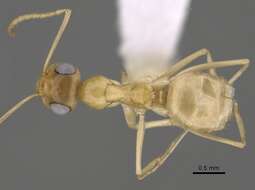 Imagem de Myrmecocystus christineae Snelling 1982