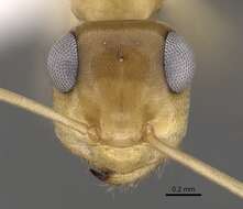 Imagem de Myrmecocystus christineae Snelling 1982