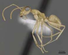 Imagem de Myrmecocystus christineae Snelling 1982