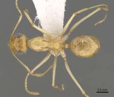 Image of Myrmecocystus navajo Wheeler 1908