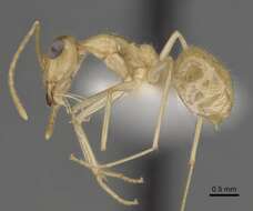 Image of Myrmecocystus navajo Wheeler 1908