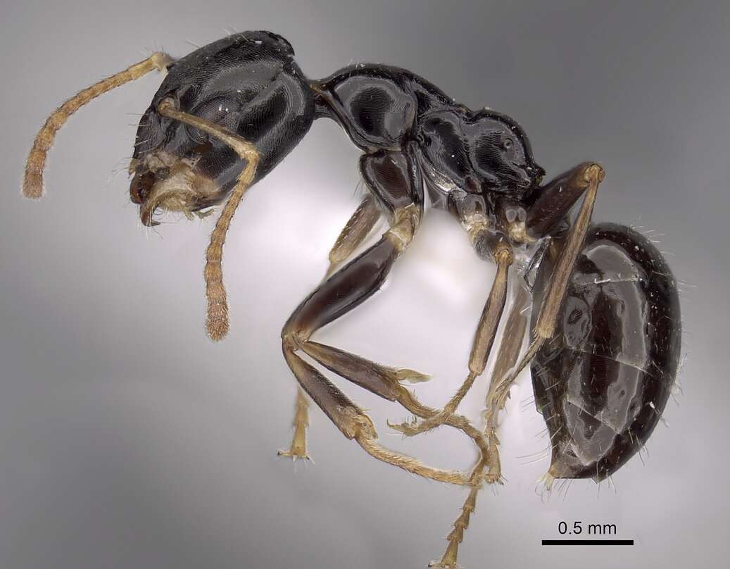 Image of Myrmecorhynchus