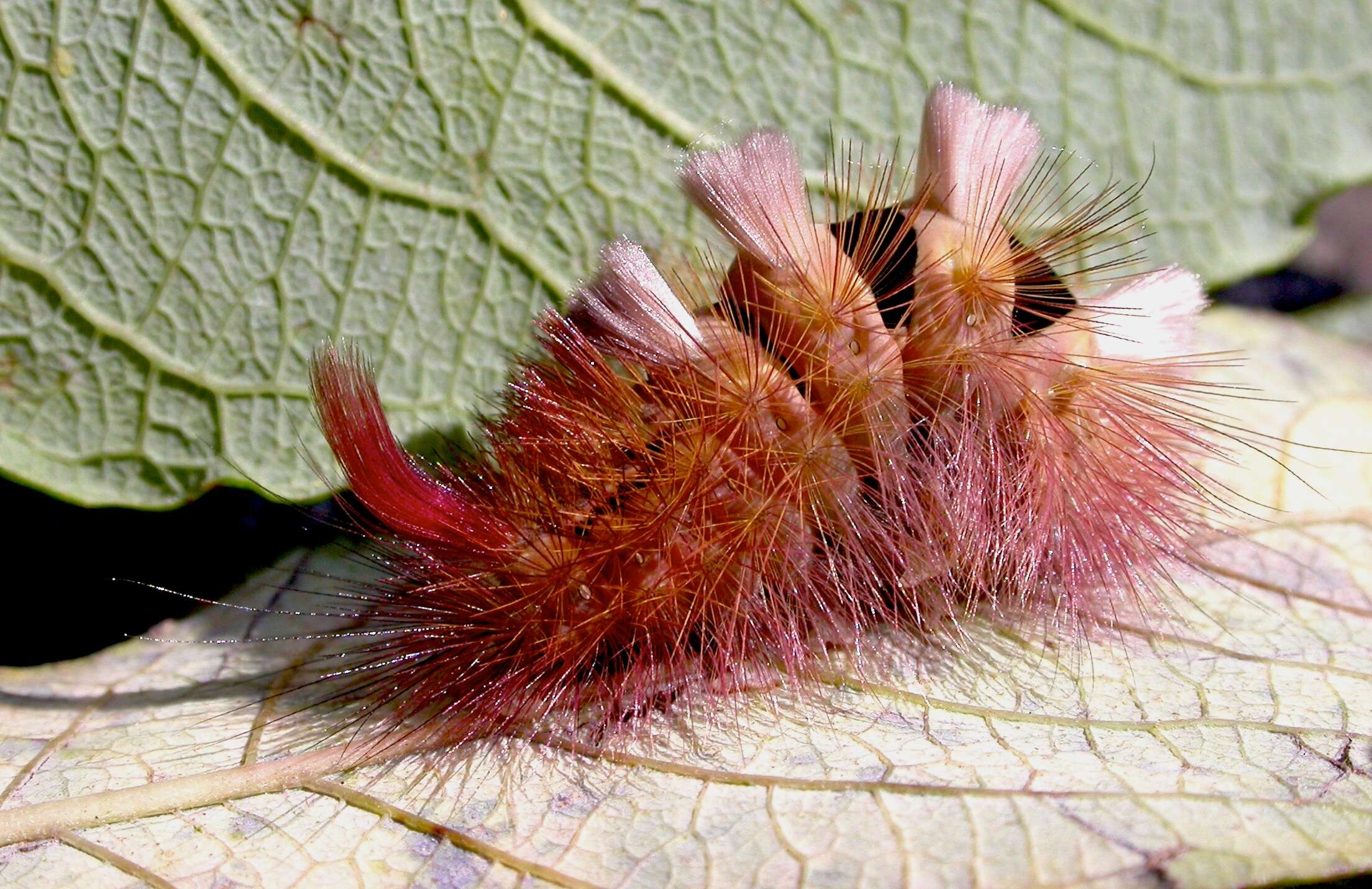 Слика од Calliteara pudibunda Linnaeus 1758