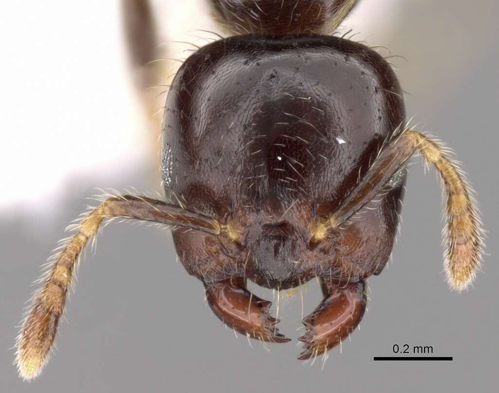 Image of Myrmelachista cooperi (Gregg 1951)