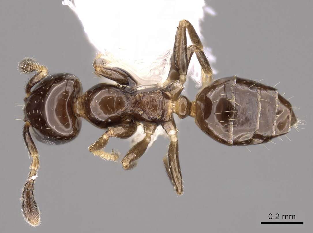 Image of <i>Myrmelachista longiceps</i> Longino