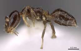 Image of <i>Myrmelachista longiceps</i> Longino