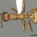 Image of Notoncus spinisquamis (Andre 1896)