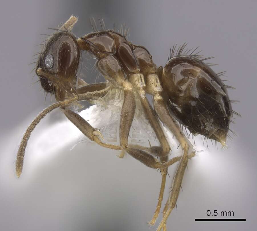 Image of Nylanderia faisonensis