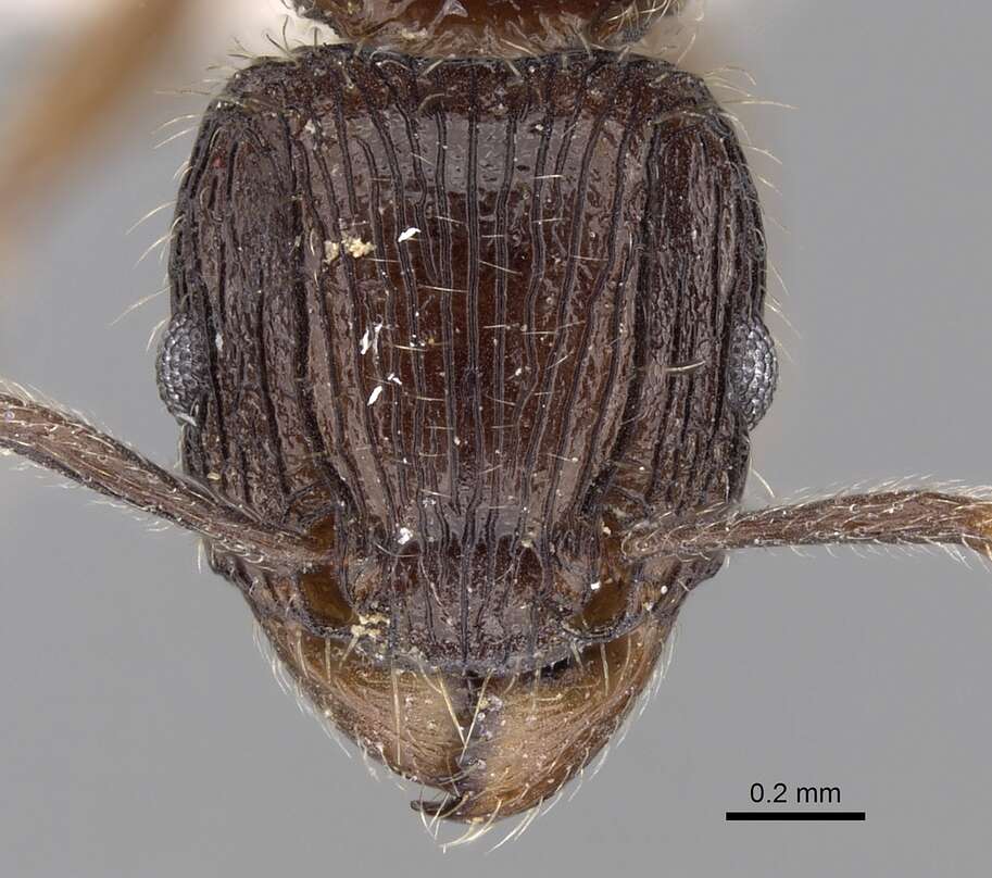 Image of Tetramorium pleganon Bolton 1979