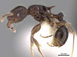 Image of Tetramorium pleganon Bolton 1979